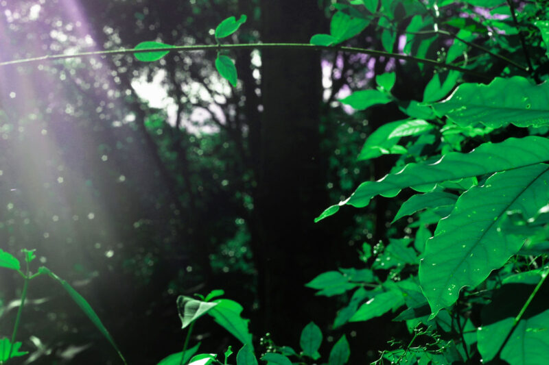 Marcio-William-Floresta-2013-1