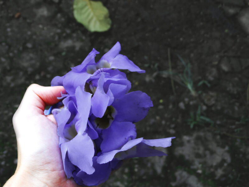 JULIA PINHEIRO CORPO-2018-05