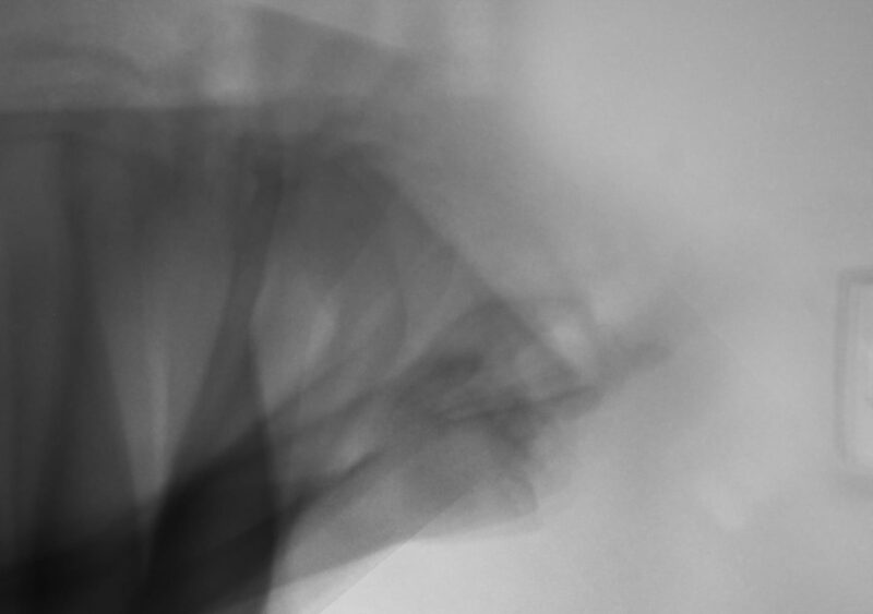 LETICIA-FELIPE ENSAIO SITE-06