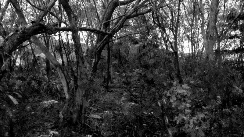 IMG_20150615_163820251---PB