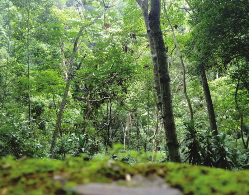 fotos-isadora-lucas-copy-4