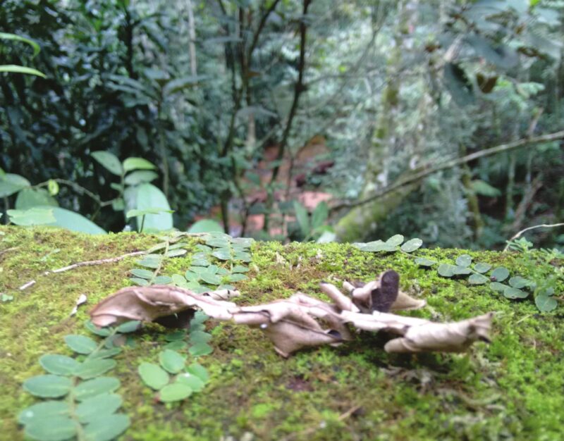 fotos-isadora-lucas-copy-5