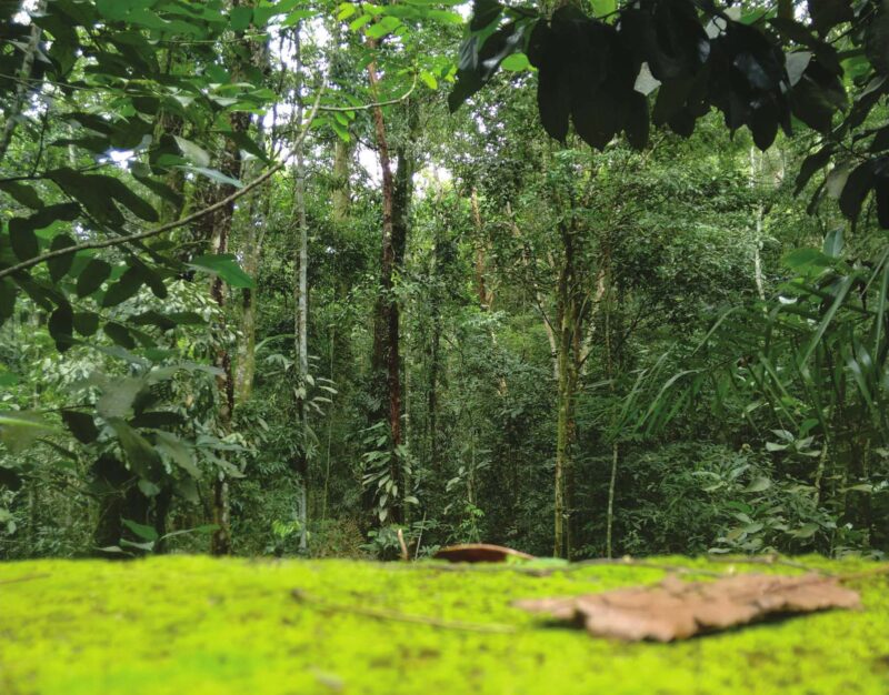 fotos isadora-lucas copy-7