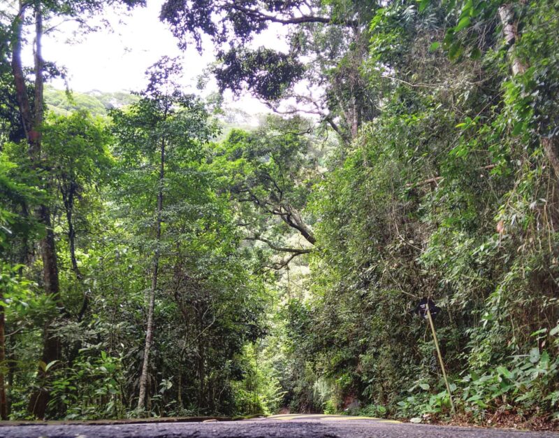 fotos isadora-lucas copy-8