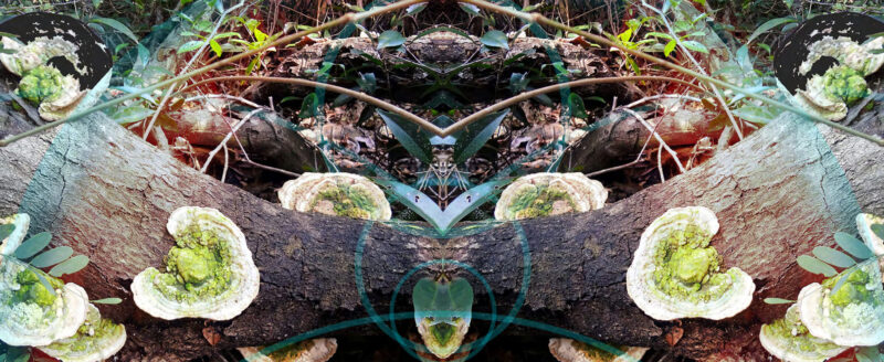 Raquel-Carvalho-copy-2