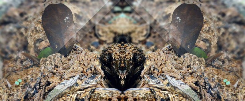 Raquel-Carvalho-copy-5