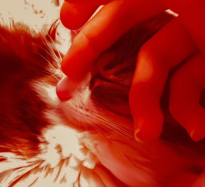 5 Letícia Figueiredo