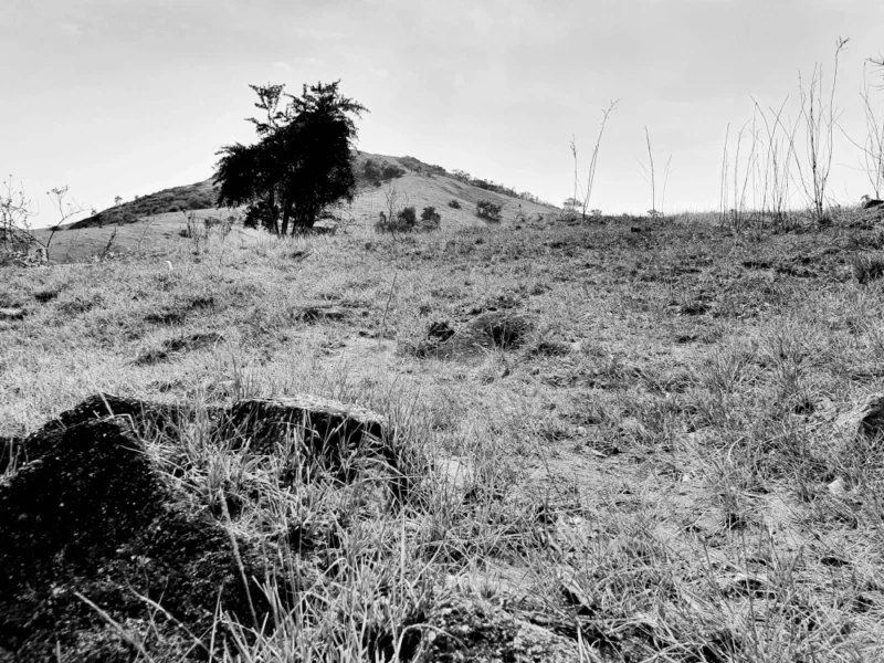 ANA-CAROLINA-ATALIBA-2